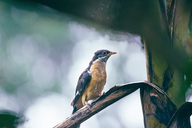 Heavy tropical rain over Penang street