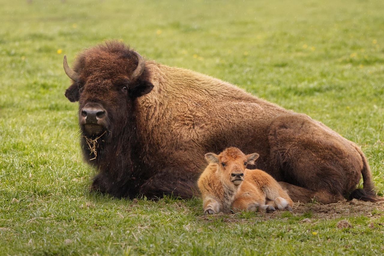 Bison and calf in spring meadow