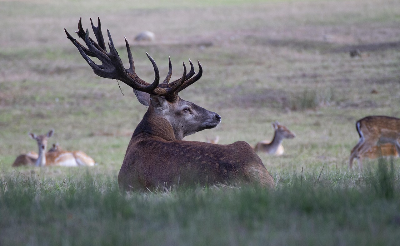 Elk bugling in autumn forest