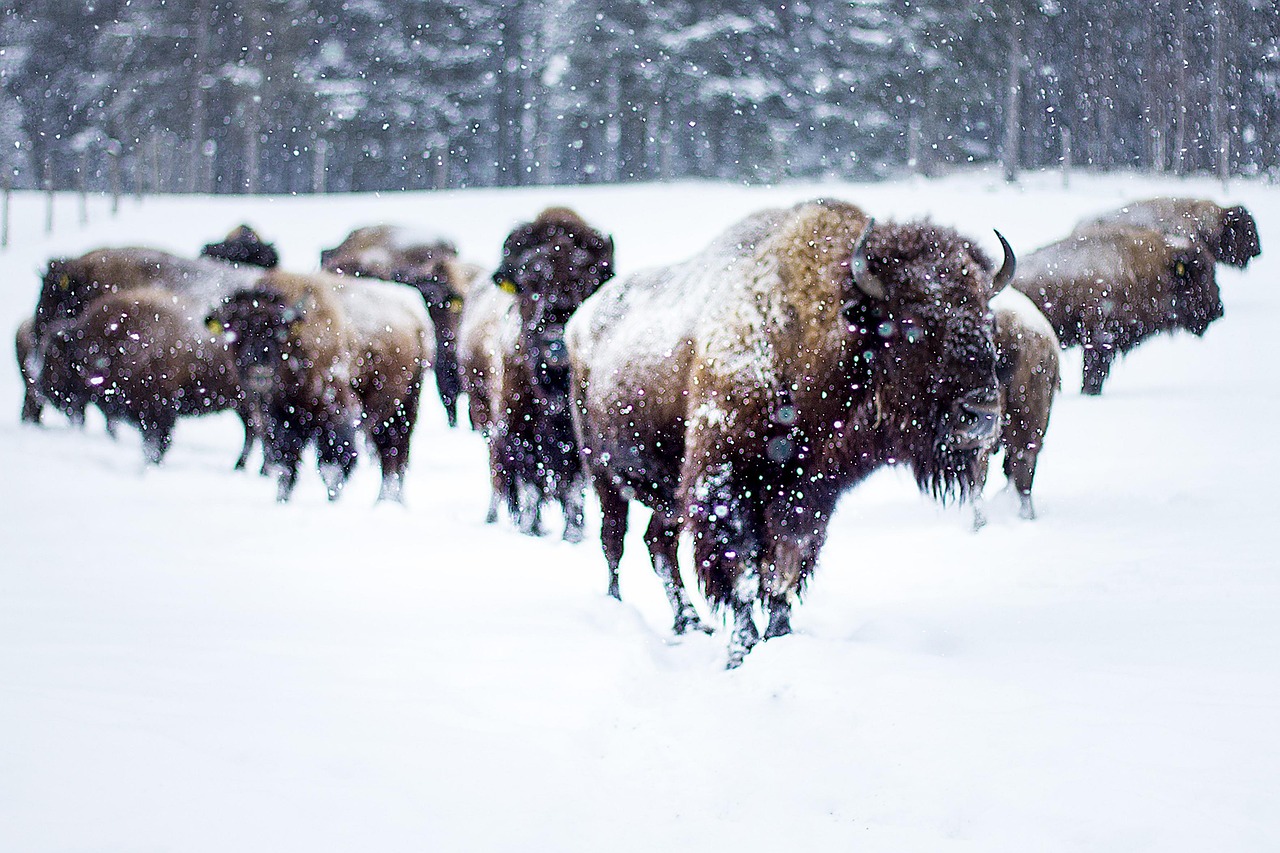 Winter snowscape with bison in Yellowstone
