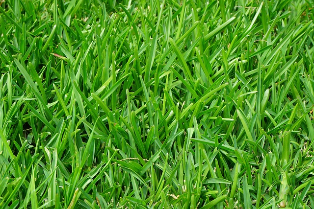 Close-up of cool-season grass like Kentucky Bluegrass