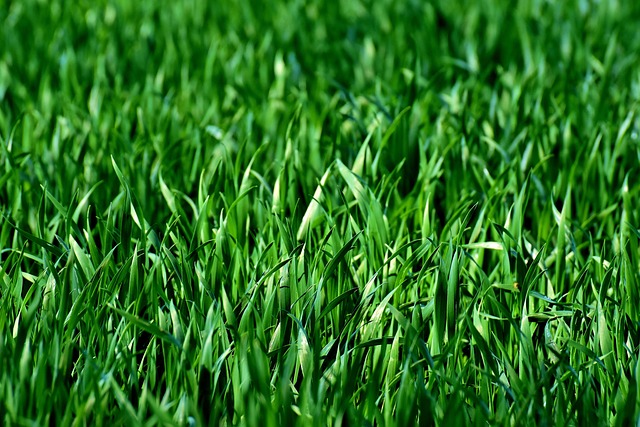 Person planting grass seed in a green lawn