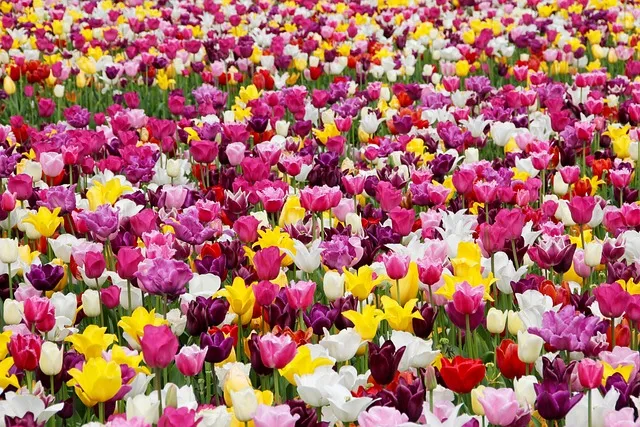 Colorful tulip beds in spring at Meijer Gardens