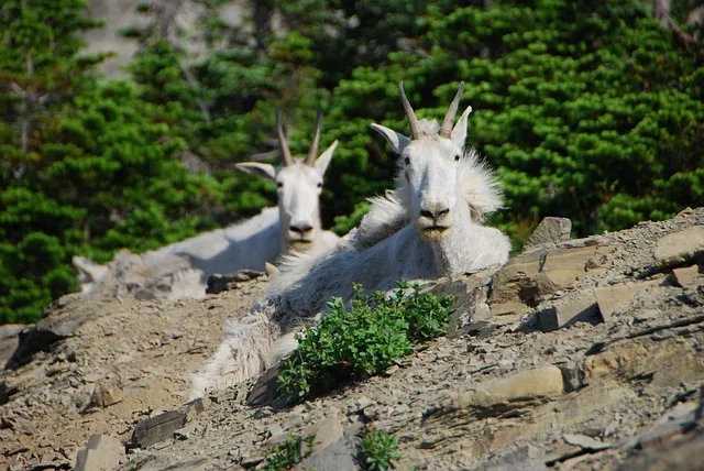 Wildlife in Glacier National Park, such as a mountain goat or bear