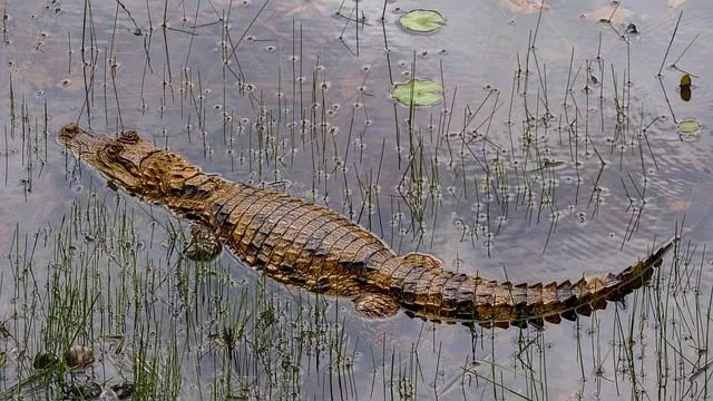 A stunning aerial view of Costa Rica's coastline with lush rainforest meeting the ocean