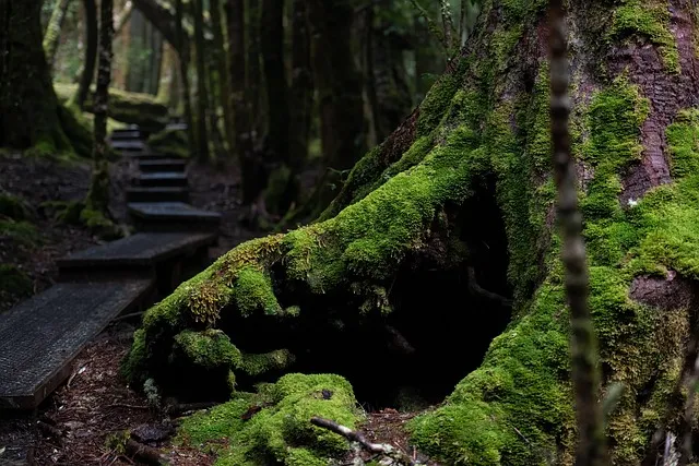 A vibrant green rainforest path in Corcovado National Park with sunlight filtering through the canopy